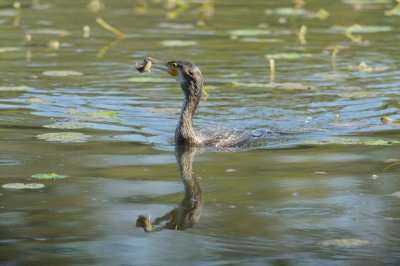 Grand cormoran - Great cormorant -Phalacrocorax carbo