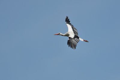 Cigogne blanche - White Stork - Ciconia ciconia