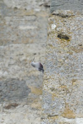 Tichodrome chelette - Wallcreeper - Tichodroma muraria