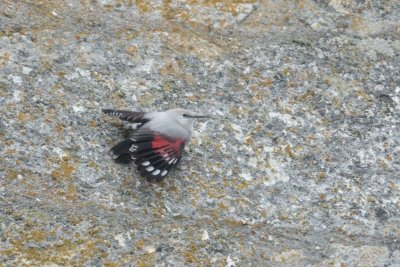 Tichodrome échelette - Wallcreeper - Tichodroma muraria