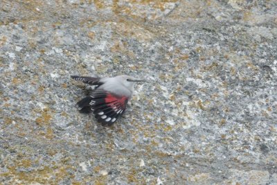 Tichodrome chelette - Wallcreeper - Tichodroma muraria