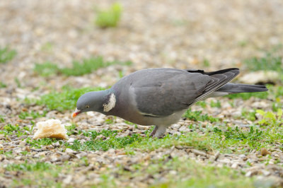 Pigeon Ramier - Common Wood Pigeon - Columba palumbus 