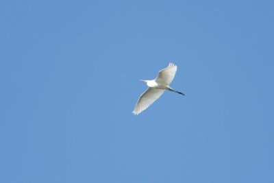 Grande Aigrette -Western Great Egret -Ardea alba