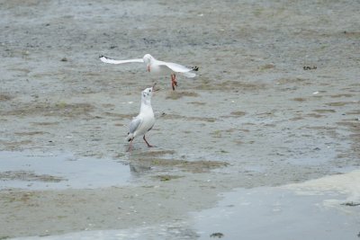 Mouette rieuse -Black-headed Gull - Chroicocephalus ridibundus