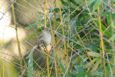 Moineau domestique -House Sparrow -Passer domesticus