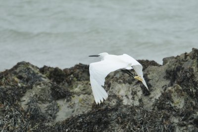 Aigrette garzette - Little aigret - Egretta garzetta