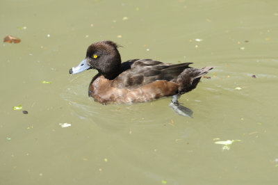 Fuligule morillon - Tufted Duck - Aythya fuligula