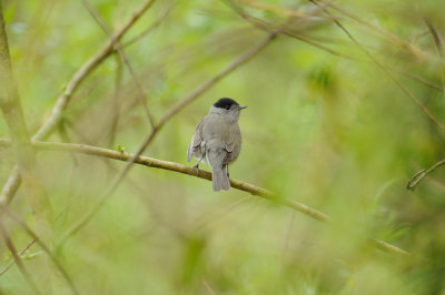 Fauvette  tte noire - Eurasian Blackcap - Sylvia atricapilla