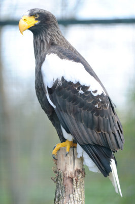 Pygargue de Steller -Steller's Sea Eagle - Haliaeetus pelagicus