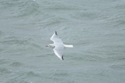 Mouette rieuse -Black-headed Gull - Chroicocephalus ridibundus & Vanneau hupp - Northern Lapwing - Vanellus vanellus 