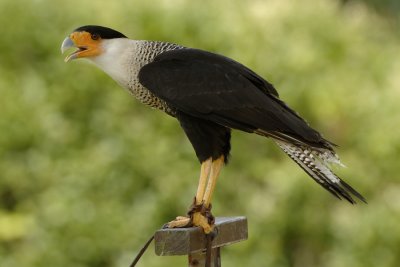 Caracara - Northern caracara - Caracara cheriway