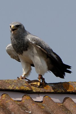 Aigle bleu - Grey buzzard eagle - Geranoaetus melanoleucus