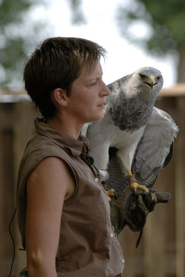 Aigle bleu - Grey buzzard eagle - Geranoaetus melanoleucus