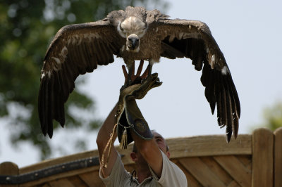 Vautour fauve  -  Griffon vulture - Gyps fulvus