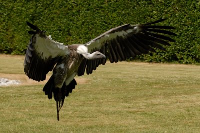Vautour fauve - Griffon vulture - Gyps fulvus