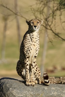 Cheetah B107373.JPG
