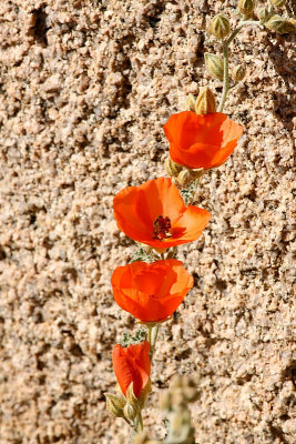 Joshua Tree National Park      100795