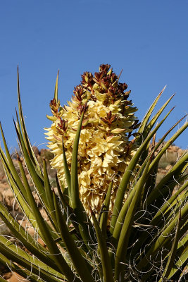 Joshua Tree National Park       100850