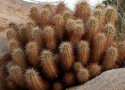 Joshua Tree National Park    0542