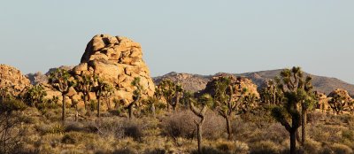 Joshua Tree National Park     0546