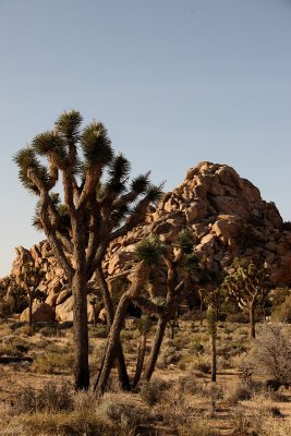 Hidden Valley @ Joshua Tree    0557