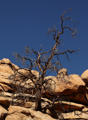 Joshua Tree National Park     0647