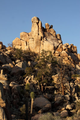 Joshua Tree National Park    0538