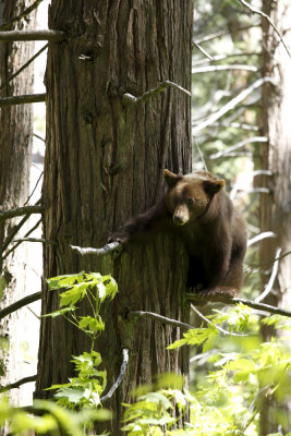 Bear Cub Yosemite 0274.JPG