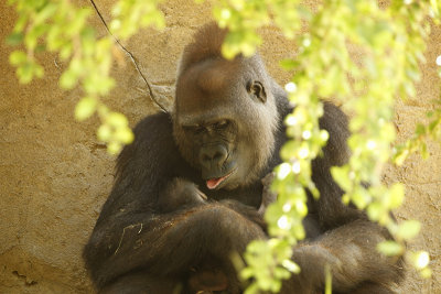 Gorilla Baby and Mother Kokamo MG_3846.JPG