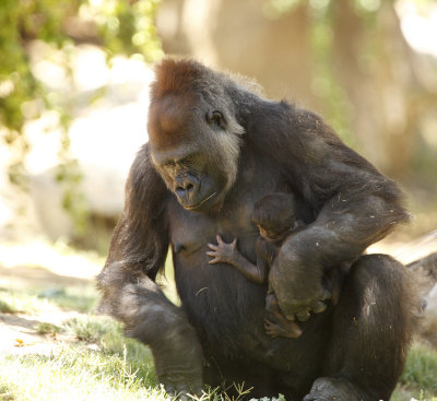 Baby Gorilla 4726.JPG