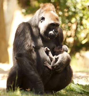 Gorilla Baby 4750.JPG