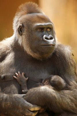 Gorilla Mother and Baby 4770.JPG