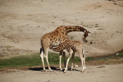 Baby Giraffe Feeding 5004.JPG