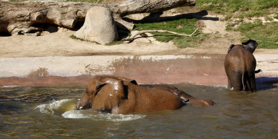 Swimming Elephants 5020.JPG