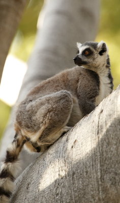 Lemur 5120.JPG