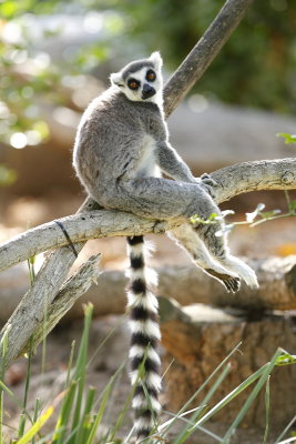 ringtail_lemurs