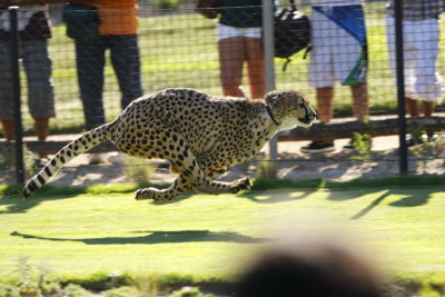 Cheetah Run  B101095