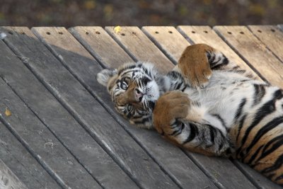 Tiger Cub at San Diego Wild Animal Park 7033.jpg