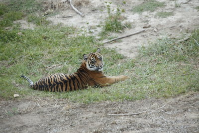 Tiger Cub at San Diego Wild Animal Park 7165.JPG