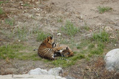 Tiger Cubs 7259.JPG