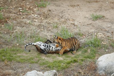 Tiger Cubs 7284.JPG