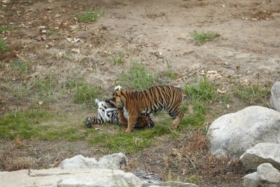 Tiger Cubs at San Diego Wild Animal Park 7249.JPG