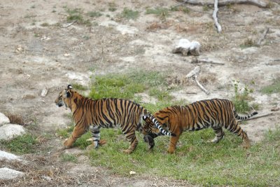 Tiger Cubs Joanne and Majel 7243.JPG