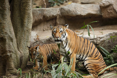 SD Zoo Tiger 8399.jpg