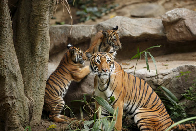 SD Zoo Tiger 8409.jpg