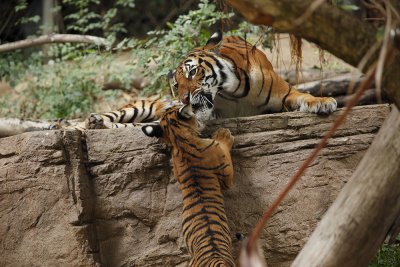 SD Zoo Tiger 8513.jpg