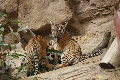 SD Zoo Tiger 8535.jpg