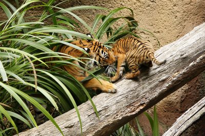 SD Zoo Tiger B102972.jpg