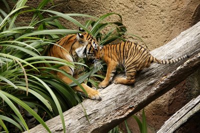 SD Zoo Tiger B102975.jpg