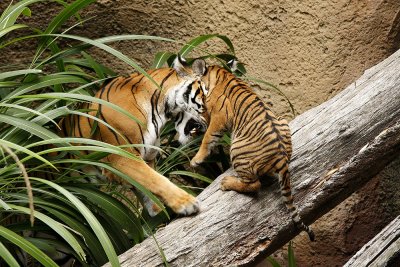SD Zoo Tiger B102986.jpg